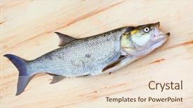  Presentation with fishing - PPT theme enhanced with asp fish - aspius aspius fishing background and a  colored foreground