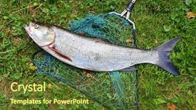  Presentation with fishing - Slide set with asp fish - aspius aspius fishing background and a tawny brown colored foreground