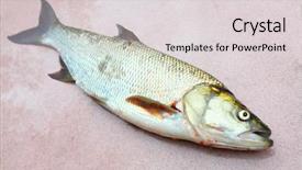  Presentation with hunting and fishing lodge - Audience pleasing slide set consisting of asp fish - aspius aspius fishing backdrop and a  colored foreground