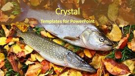  Presentation with autumn leaves - Beautiful PPT theme featuring asp fish - aspius aspius backdrop and a tawny brown colored foreground