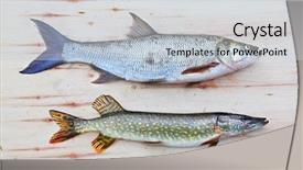  Presentation with commercial fishing vessels - Colorful presentation design enhanced with asp fish - aspius aspius backdrop and a light gray colored foreground