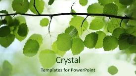  Presentation with green leaves coriander lay - Colorful PPT layouts enhanced with aspen - beautiful green birch leaves backdrop and a mint green colored foreground