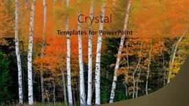  Presentation with fall foliage - Presentation design featuring aspen-birth-trees-in-autumn background and a gold colored foreground