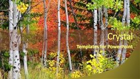  Presentation with pine trees - Presentation theme featuring aspen leaves - autumn foliage including birch background and a tawny brown colored foreground