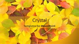  Presentation with autumn - Theme featuring aspen leaves - autumn leafs background background and a gold colored foreground