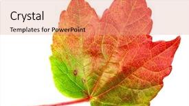  Presentation with maple leaf - Beautiful presentation featuring aspen leaves - autumn maple leaf backdrop and a coral colored foreground