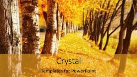  Presentation with trees - Presentation theme having aspen leaves - autumn trees shallow depth background and a gold colored foreground