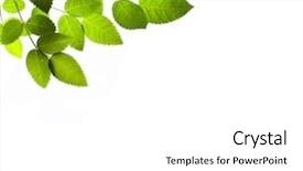  Presentation with branch - Slide set having ball stars confetti and vintage background and a  colored foreground.