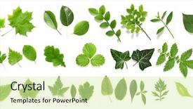  Presentation with green leaf - Colorful presentation theme enhanced with aspen leaves - green leaf collection on white backdrop and a soft green colored foreground