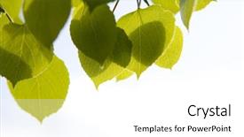  Presentation with leaves - Slide deck consisting of aspen leaves against bright lit background and a white colored foreground