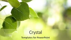  Presentation with chemistry leaves green leaf - Slides featuring aspen leaves with vivid green background and a blonde colored foreground
