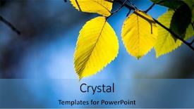  Presentation with focus - Cool new presentation theme with aspen tree twig on blue backdrop and a light blue colored foreground