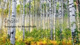  Presentation with rocky mountains - Amazing PPT theme having aspen-trees-in-colorado-rocky backdrop and a mint green colored foreground