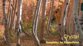  Presentation with trees - Slide deck enhanced with aspen-trees-in-the-forest background and a tawny brown colored foreground