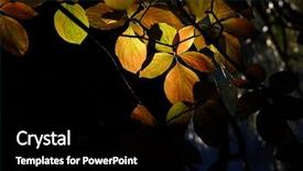  Presentation with glow - Beautiful PPT layouts featuring aspen trees mountains - poplars shimmer in the morning backdrop and a black colored foreground