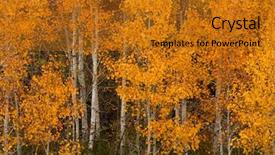  Presentation with red and gold leaves - Amazing presentation design having aspen trees with golden leaves backdrop and a  colored foreground