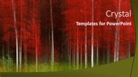  Presentation with black and white trees - Slides with aspen-trees-with-white-trunks background and a tawny brown colored foreground