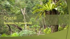  Presentation with fern - PPT layouts having asplenium-nidus-epiphyte-tropical-fern background and a tawny brown colored foreground