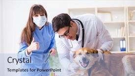  Presentation with sick dog - Cool new slide set with assistant checking up gold backdrop and a light blue colored foreground