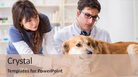  Presentation with sick dog - Cool new PPT layouts with assistant checking up gold backdrop and a  colored foreground