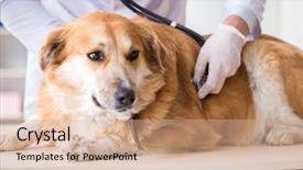  Presentation with sick dog - Amazing PPT layouts having assistant checking up gold backdrop and a coral colored foreground