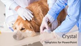  Presentation with new parents doctor - Cool new slide set with assistant checking up gold backdrop and a soft green colored foreground