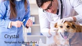  Presentation with sick dog - Cool new PPT layouts with assistant checking up gold backdrop and a light blue colored foreground