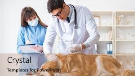  Presentation with sick dog - Slide set consisting of assistant checking up gold background and a coral colored foreground