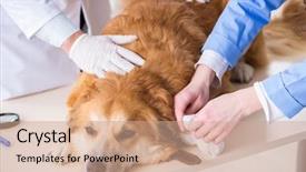  Presentation with sick dog - PPT layouts featuring assistant checking up gold background and a coral colored foreground
