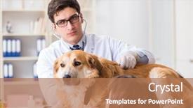  Presentation with sick dog - PPT theme consisting of assistant checking up gold background and a coral colored foreground