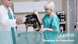  Presentation with lab animal - Audience pleasing PPT theme consisting of assistant in a small animal backdrop and a teal colored foreground