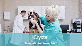  Presentation with clinic - Amazing PPT theme having assistant in a small animal backdrop and a teal colored foreground