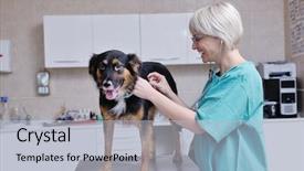  Presentation with clinic - Presentation design consisting of assistant in a small animal background and a light gray colored foreground