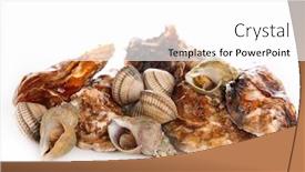  Presentation with clam - 