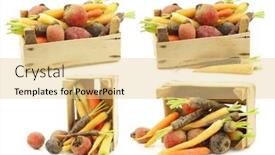  Presentation with root - Audience pleasing theme consisting of assorted-root-vegetables backdrop and a blonde colored foreground