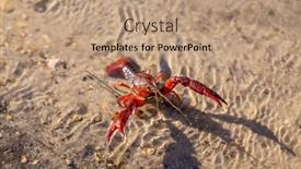  Presentation with lake - Presentation enhanced with astacus-astacus-crayfish background and a coral colored foreground