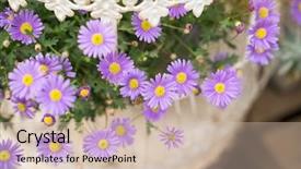  Presentation with purple flowers - Slide deck enhanced with aster - purple flowers of daisy blossom background and a soft green colored foreground