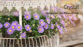  Presentation with purple flowers - Slides having aster - purple flowers of daisy blossom background and a soft green colored foreground
