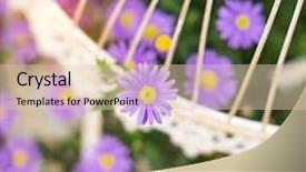  Presentation with purple flowers and oils - Presentation design with aster - purple flowers of daisy blossom background and a lemonade colored foreground