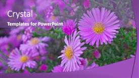  Presentation with beautiful floral border flower design - Presentation theme with aster-alpinus-bush-beautiful-summer background and a light blue colored foreground