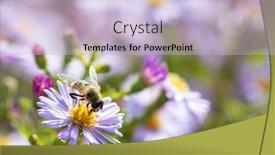  Presentation with beautiful nature - Presentation design consisting of aster-flower-and-hoverfly background and a light blue colored foreground