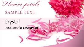  Presentation with soft white flower - Beautiful presentation theme featuring aster flower isolated on white backdrop and a lemonade colored foreground