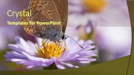  Presentation with beautiful-nature - Beautiful PPT theme featuring aster-flower-with-butterfly-beautiful backdrop and a tawny brown colored foreground