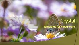  Presentation with beautiful nature - Colorful presentation enhanced with aster-flower-with-butterfly-beautiful backdrop and a tawny brown colored foreground