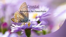  Presentation with beautiful nature - Amazing slides having aster-flower-with-butterfly-beautiful backdrop and a light blue colored foreground