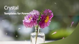  Presentation with pink flowers - Beautiful PPT layouts featuring aster flowers and falling petals backdrop and a tawny brown colored foreground
