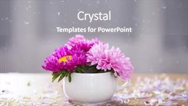  Presentation with pink flowers - Slide deck with aster flowers and falling petals background and a gray colored foreground