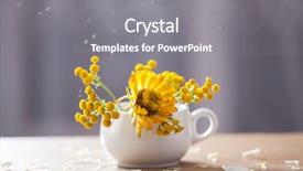  Presentation with mustard seeds yellow flowers - Theme with aster flowers and falling petals background and a gray colored foreground