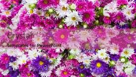  Presentation with pink flowers - Audience pleasing slide deck consisting of aster-flowers-background-pink-white backdrop and a coral colored foreground
