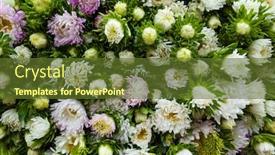  Presentation with blooming lotus flower of pink - Theme having aster-flowers-background-pink background and a tawny brown colored foreground